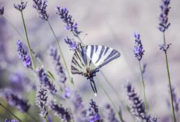 KHÔNG CẦN PHẢI CHỨNG MINH ĐIỀU GÌ VỚI AI…