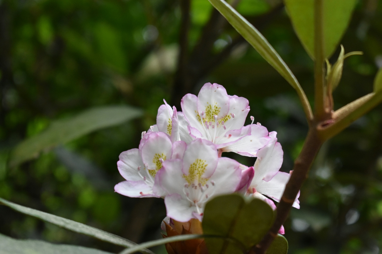 audri van gores aB1iPCmL0ks unsplash