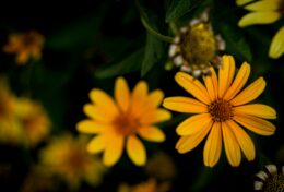 ĐTC Phanxicô: Rao giảng Tin Mừng cùng nhau và trong sự tiết độ