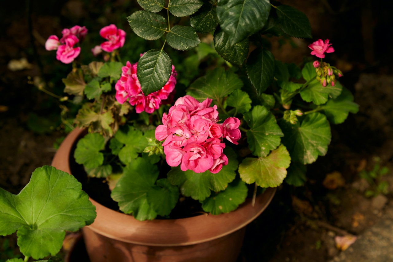 meric tuna 7d qp ZoR90 unsplash