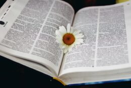 ĐTC Phanxicô: Các Kitô hữu được kêu gọi chia sẻ Tin Mừng hòa bình, ngay cả giữa cuộc bách hại