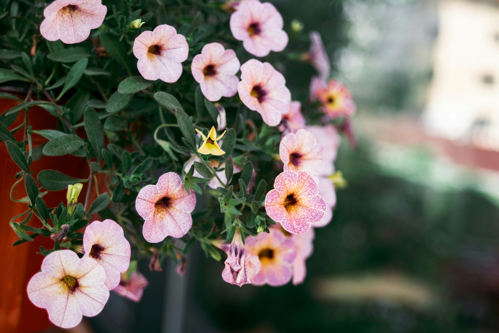 viktoriya pwof8KaRYkU unsplash