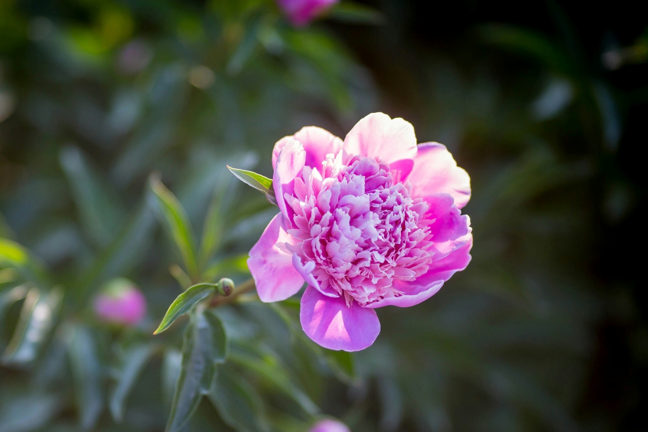 carrie cronan GR4uOMcbCCM unsplash