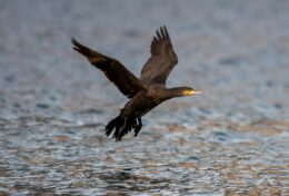 MỌI NGƯỜI LUÔN CÓ ĐIỀU GÌ ĐÓ ĐỂ CHÊ TRÁCH; CỨ SỐNG CUỘC ĐỜI CỦA BẠN…