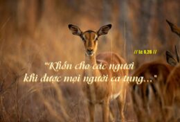 ĐỪNG DỪNG LẠI ĐỂ PHẢN ỨNG VỚI MỌI ĐIỀU BẠN NGHE…