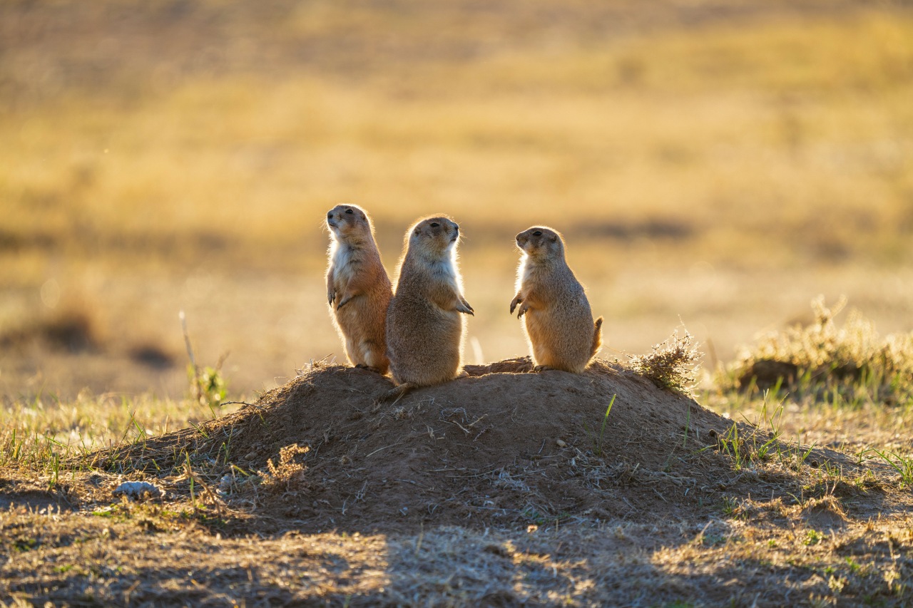 we care wild 66YZRXGp 18 unsplash