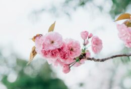 NẾU BẠN KHÔNG BIẾT ƠN,  BẠN SẼ TRỞ THÀNH KẺ NGU DẠI