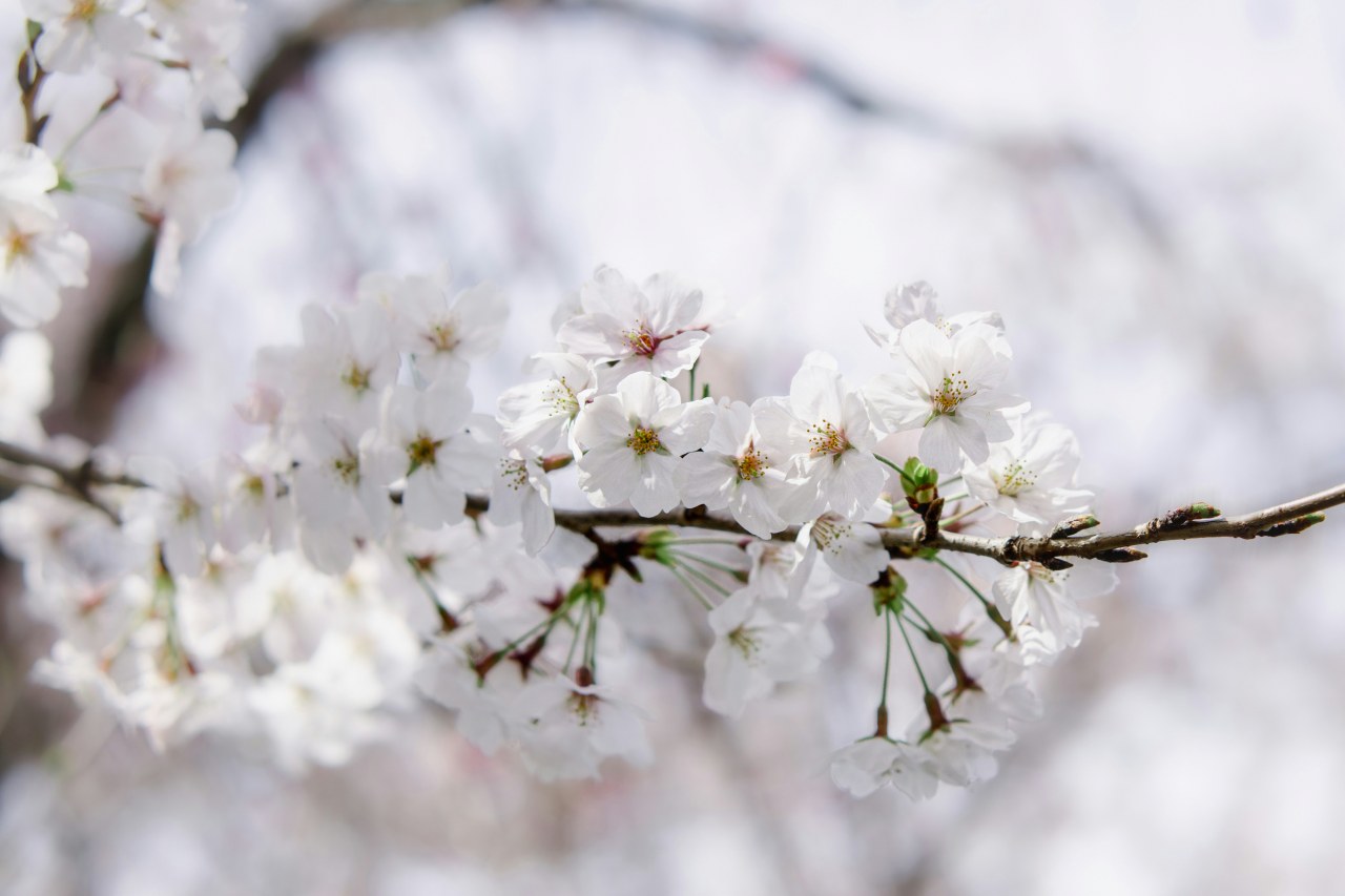 diana lisunova bOVVdgI5eK4 unsplash