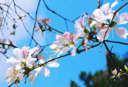 CHỈ BỞI VÌ…
