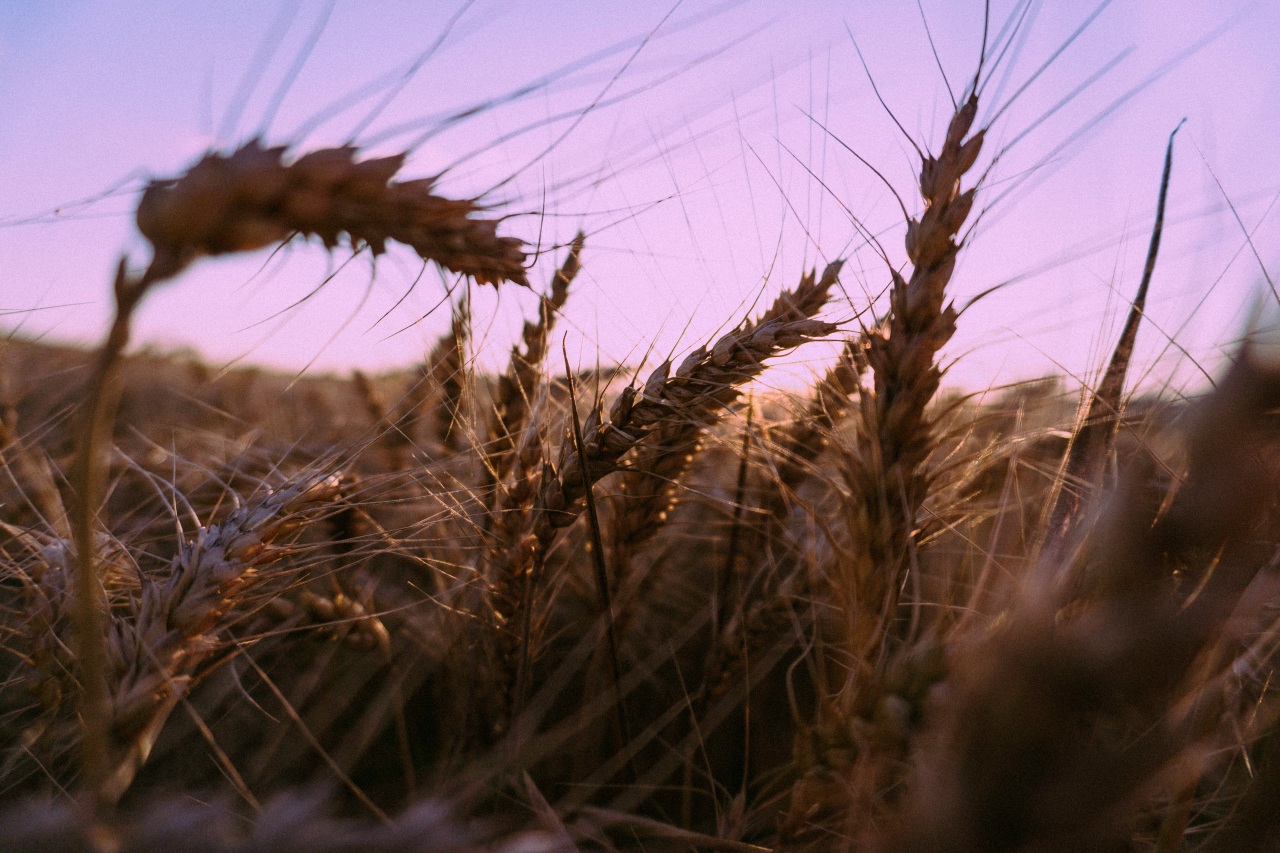 sindy sussengut JG05nBPiQYQ unsplash