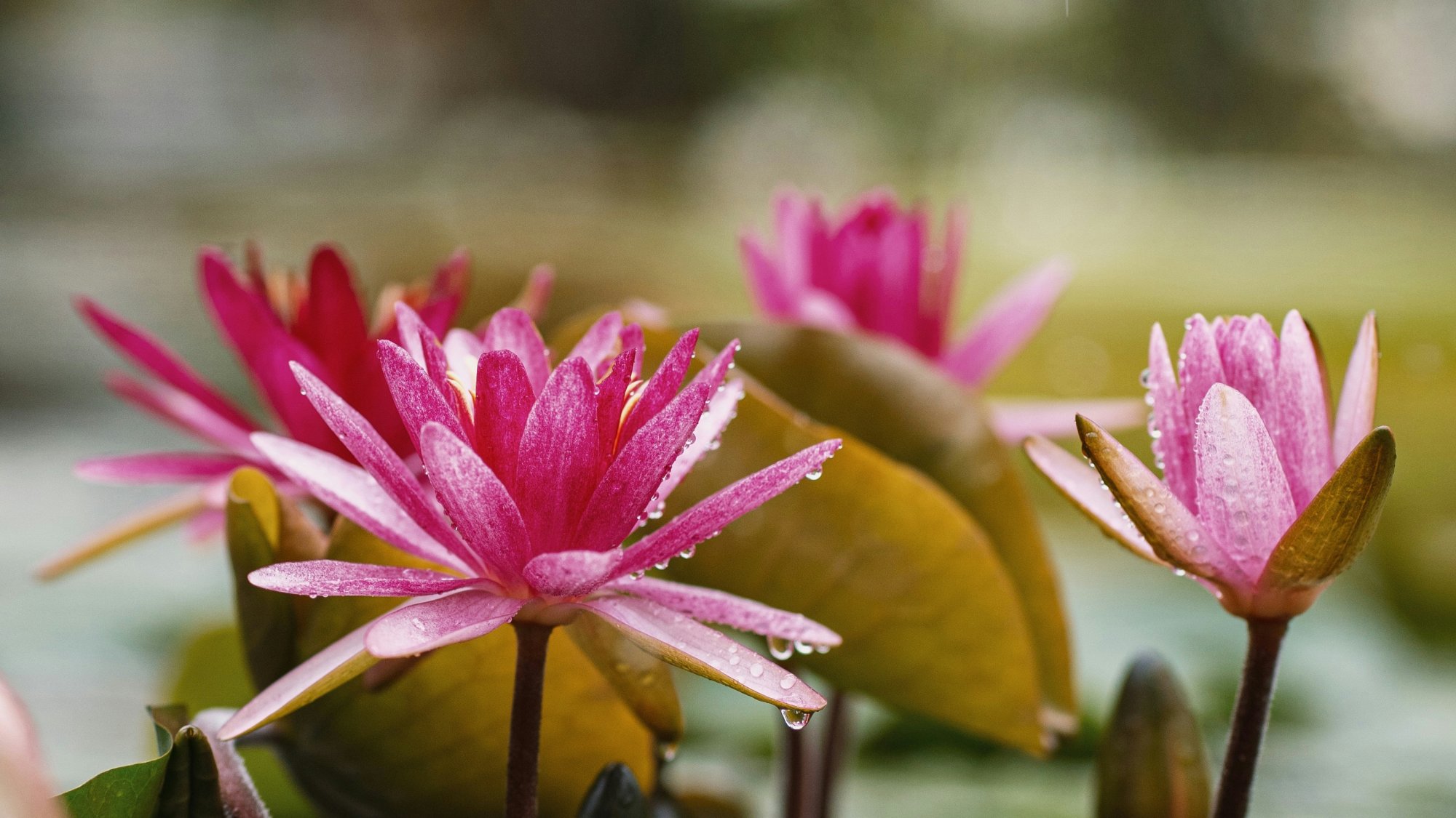 kseniia domozhilova dAgrraF3CX4 unsplash