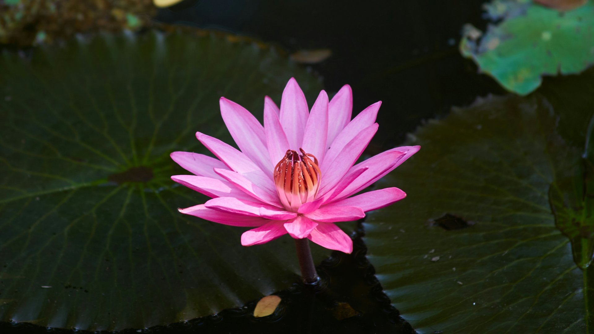 prasanna venkatesh krishnamoorthy Wcb3vDc6z2c unsplash