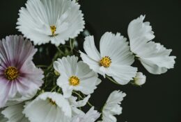 ĐÔI KHI, “XIN LỖI” CHƯA ĐỦ; HÃY THỂ HIỆN BẰNG HÀNH ĐỘNG