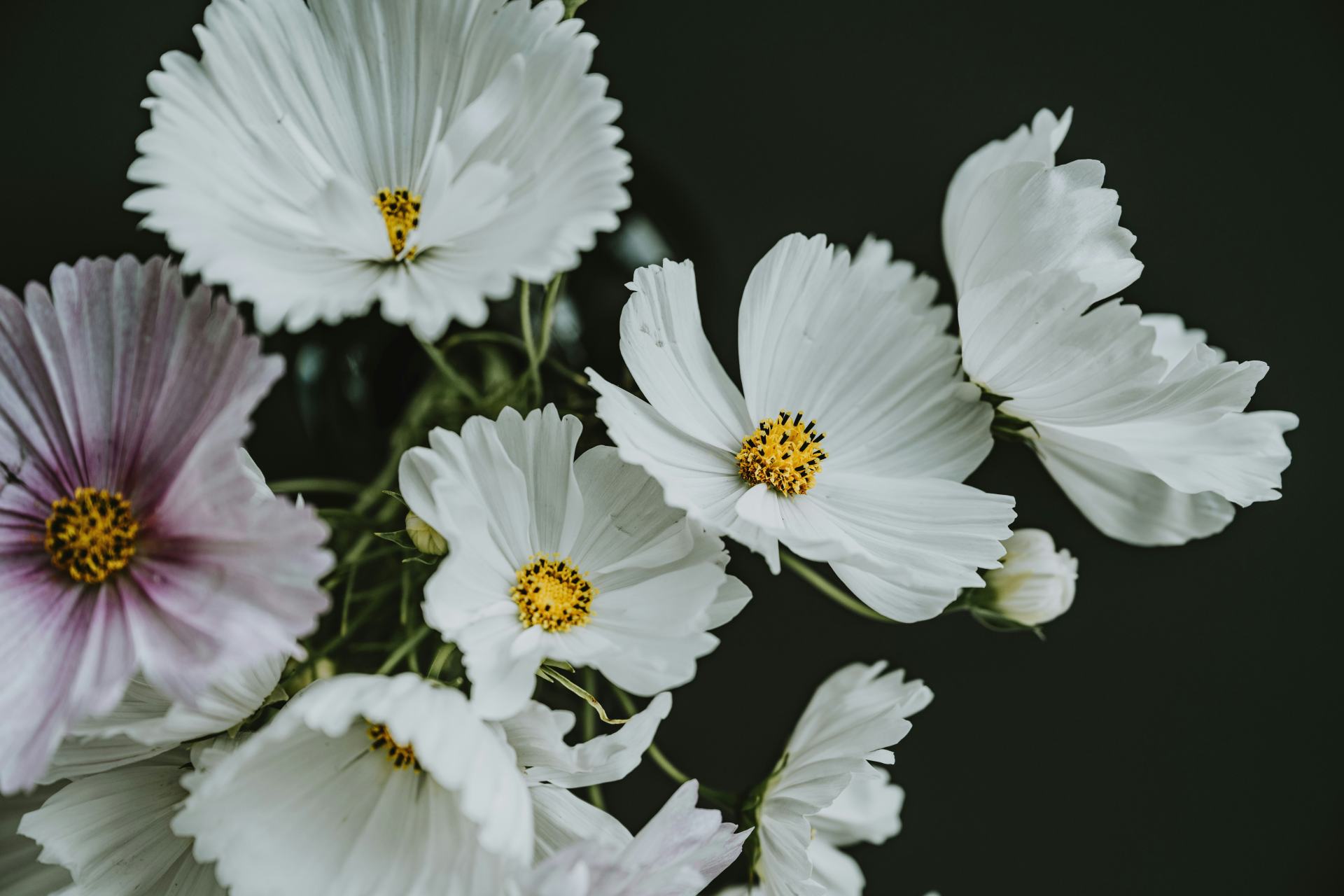 anita austvika jFc5vbhU2b0 unsplash