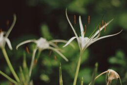 SỰ CHẾT LÀ ĐIỀU CHẮC CHẮN; SỐNG TỐT NGAY BÂY GIỜ…