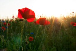 08. HOÁN CẢI – Gánh Nặng Xét Đoán