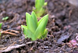 GIEO GÌ, GẶT NẤY…