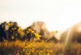 03. GIA ĐÌNH – THA THỨ VÀ BIẾT ƠN