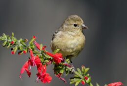 SẼ KHÔNG THÀNH ĐÂU, TÔI ĐÃ NÓI RỒI MÀ!