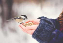 NẾU THIÊN CHÚA CHĂM SÓC TỪNG CON CHIM SẺ, NGÀI CŨNG SẼ CHĂM LO CHO NGÀY MAI CỦA BẠN