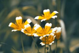 CHO ĐI MỘT CÁCH VÔ ĐIỀU KIỆN