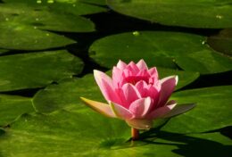 NGÀI SẼ ĐƯA BẠN TỪ BÙN LẦY ĐẾN ÂN SỦNG; HÃY TIN TƯỞNG VÀO NGÀI.