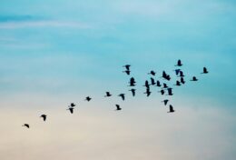 TIẾP TỤC QUAY LẠI CON ĐƯỜNG TỰ DO