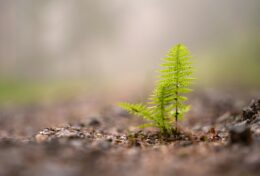 THEO ĐUỔI TIẾNG GỌI SÂU THẲM NHẤT