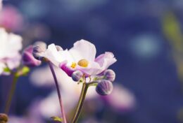 CHO PHÉP BẢN THÂN ĐƯỢC ĐÓN NHẬN TRỌN VẸN