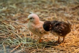 ĐỂ SƯ TỬ NẰM CHUNG VỚI CHIÊN CON TRONG BẠN