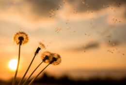 BẢO VỆ BÌNH AN CỦA BẠN, NẾU  KHÔNG THẾ GIAN SẼ ĐẬP VỠ BẠN  THÀNH TỪNG MẢNH…