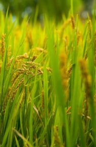 ĐTC LÊÔ XIV: KITÔ HỮU TÍCH CỰC LOAN BÁO TIN MỪNG BẰNG CHỨNG TÁ ĐỜI SỐNG