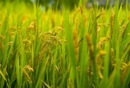 ĐTC LÊÔ XIV: KITÔ HỮU TÍCH CỰC LOAN BÁO TIN MỪNG BẰNG CHỨNG TÁ ĐỜI SỐNG