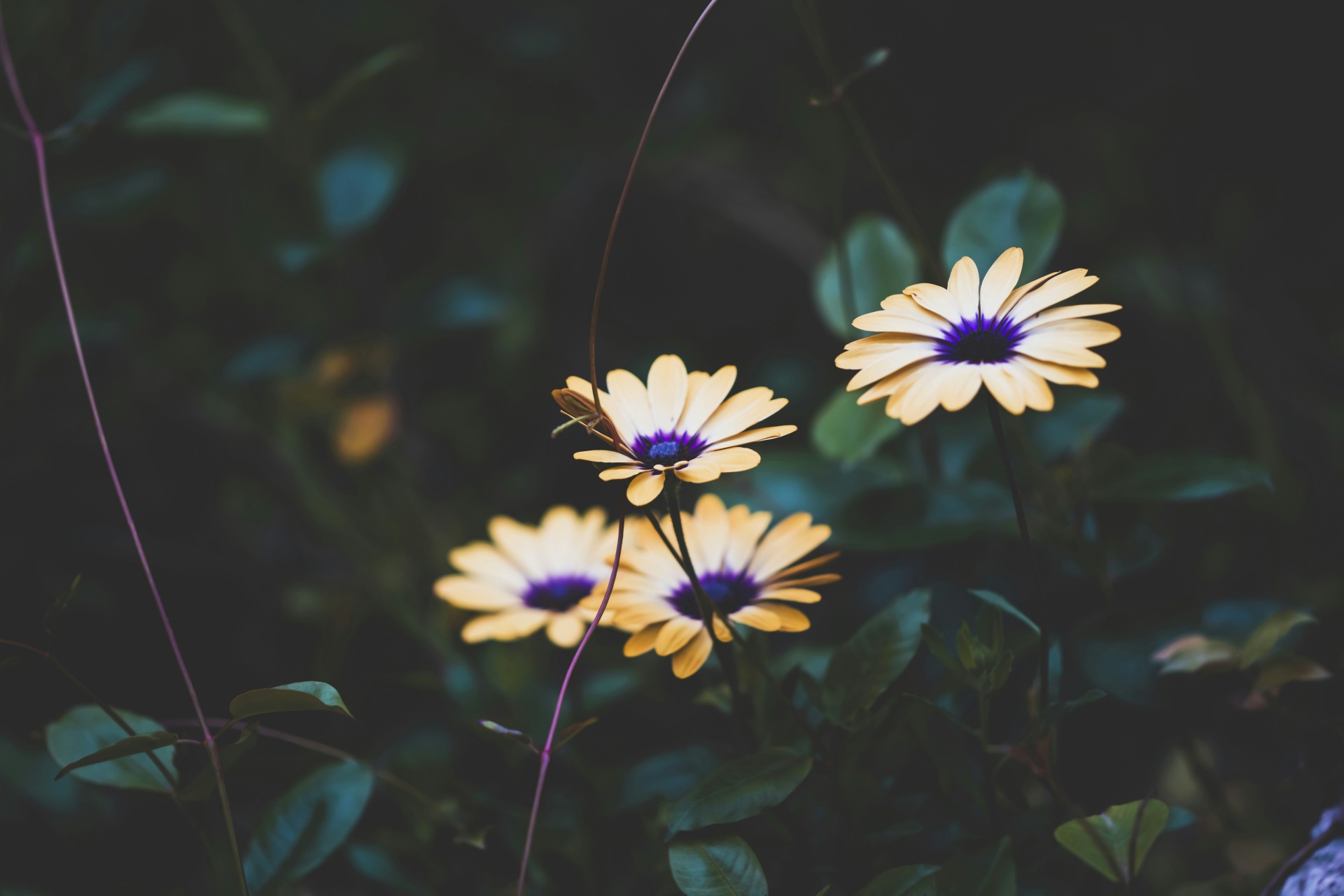 redtigerk aP7LGHWMYq4 unsplash