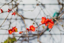 KẾT LUẬN (TIẾNG NÓI NỘI TÂM CỦA TÌNH YÊU)