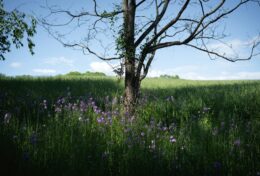 SỨC MẠNH CỦA ƠN GỌI: Một sự công nhận, vừa đầy Quan phòng vừa đầy Khích lệ