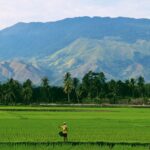 GIỮA CÁNH ĐỒNG BƠ VƠ